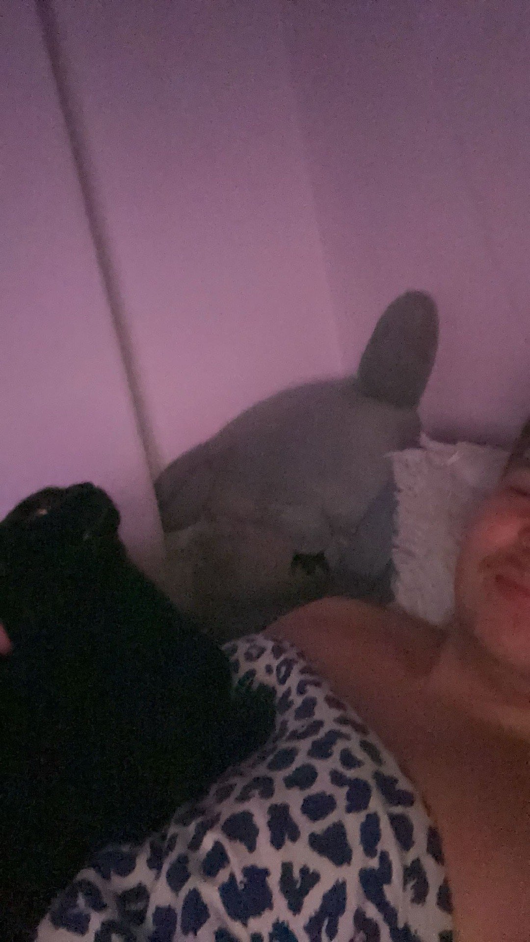 Moritz, Tiersitter in Dresden, Foto 2