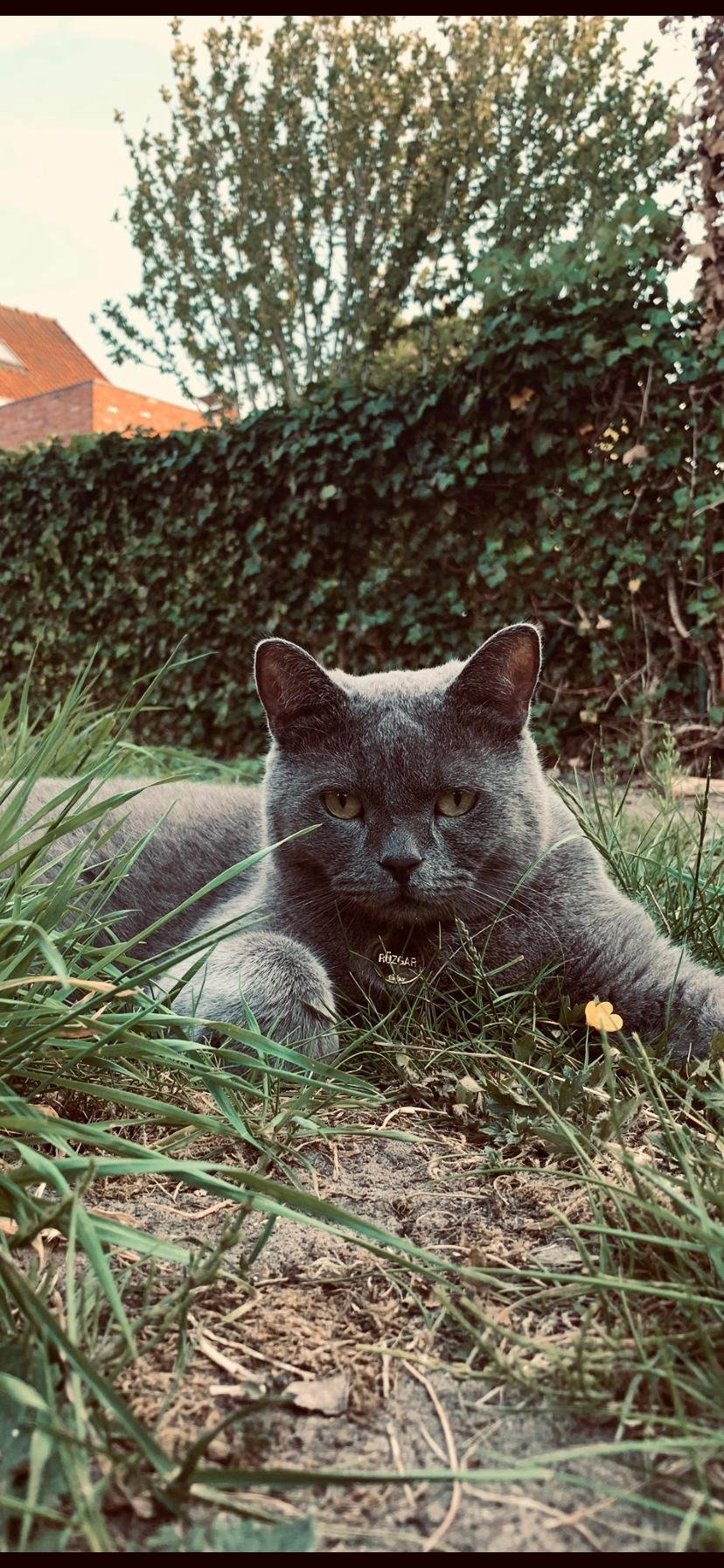Gülistan, pet sitter in Zele, photo 4