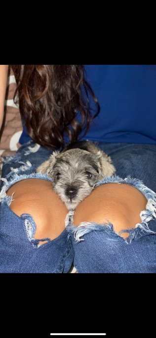 Sabrine, pet sitter in Tilburg, photo 1