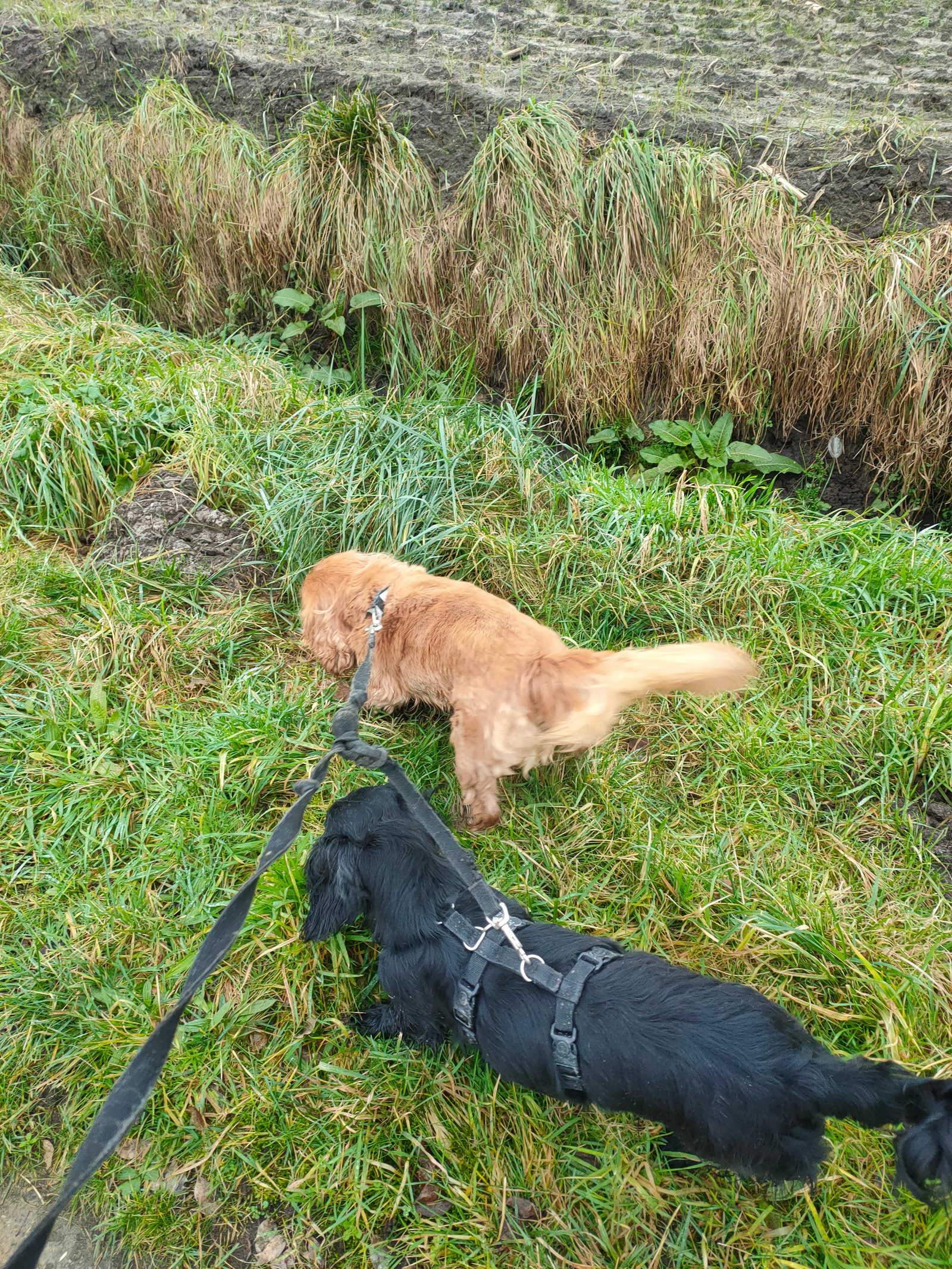 Eveline, pet-sitter à Antwerpen, photo 5