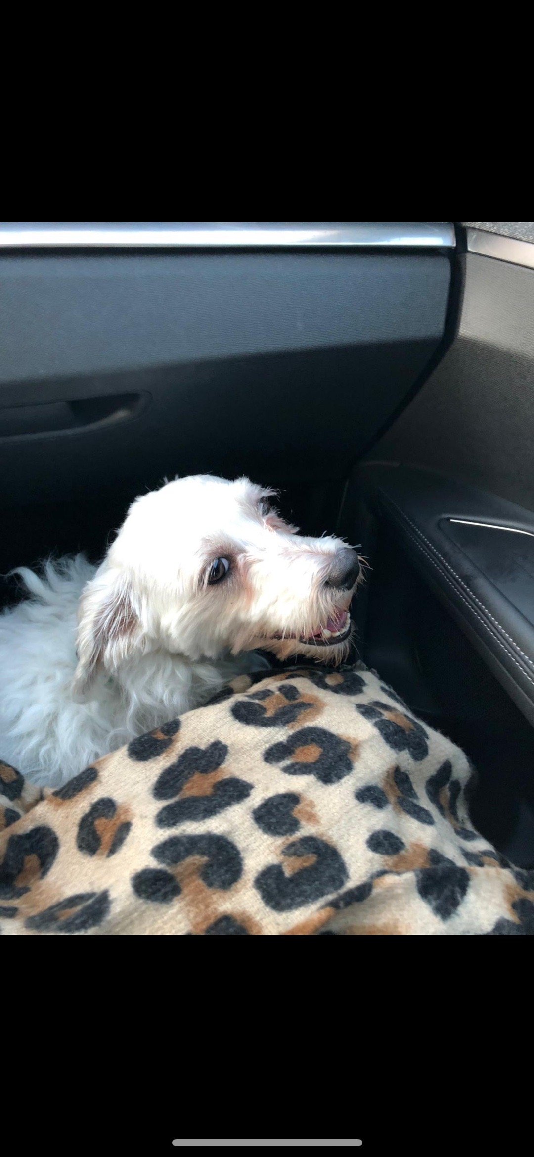 Lisa, pet sitter in hoevelaken, photo 2