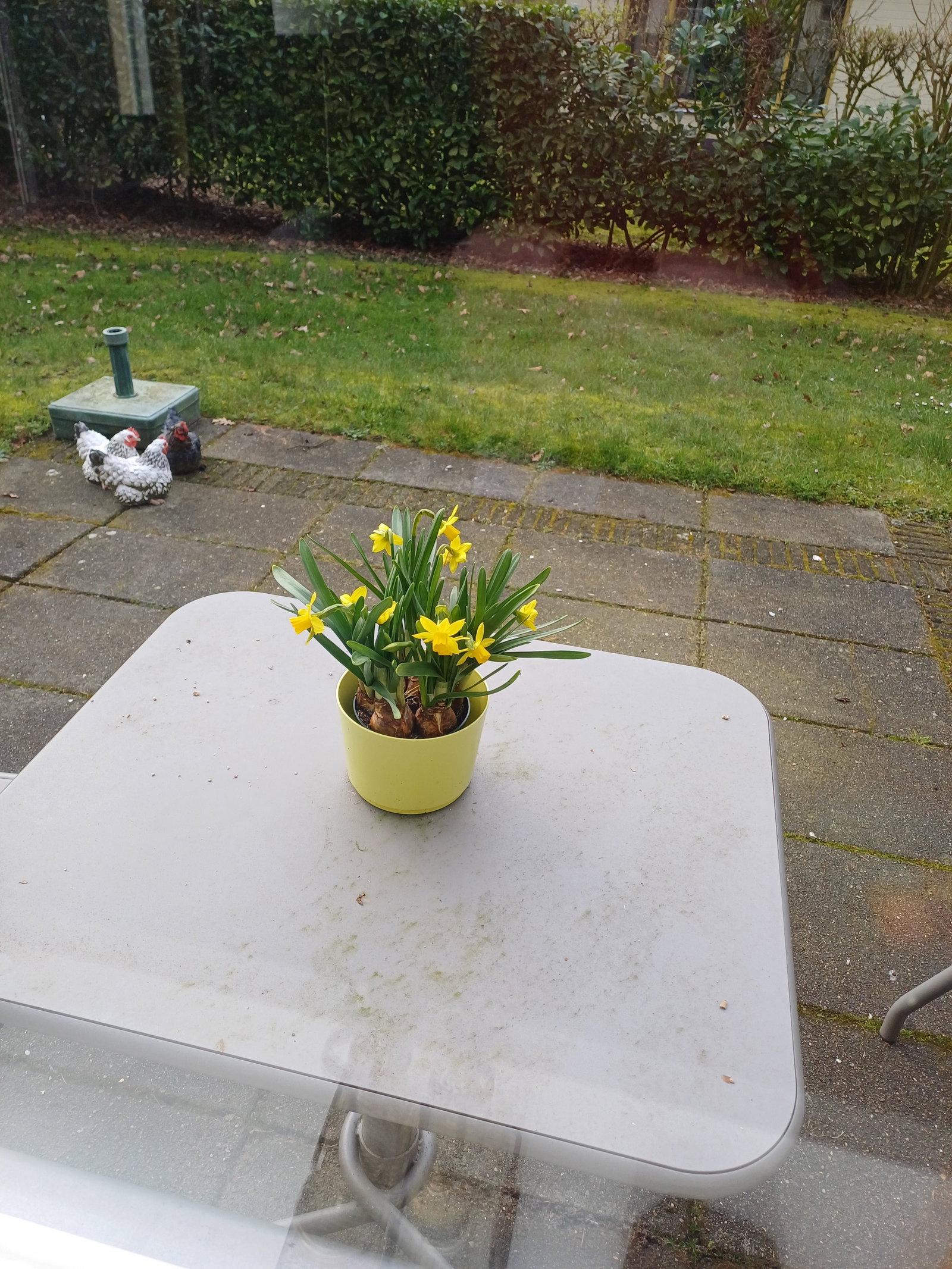 Mirjam, dierenoppas in Dalfsen, foto 2