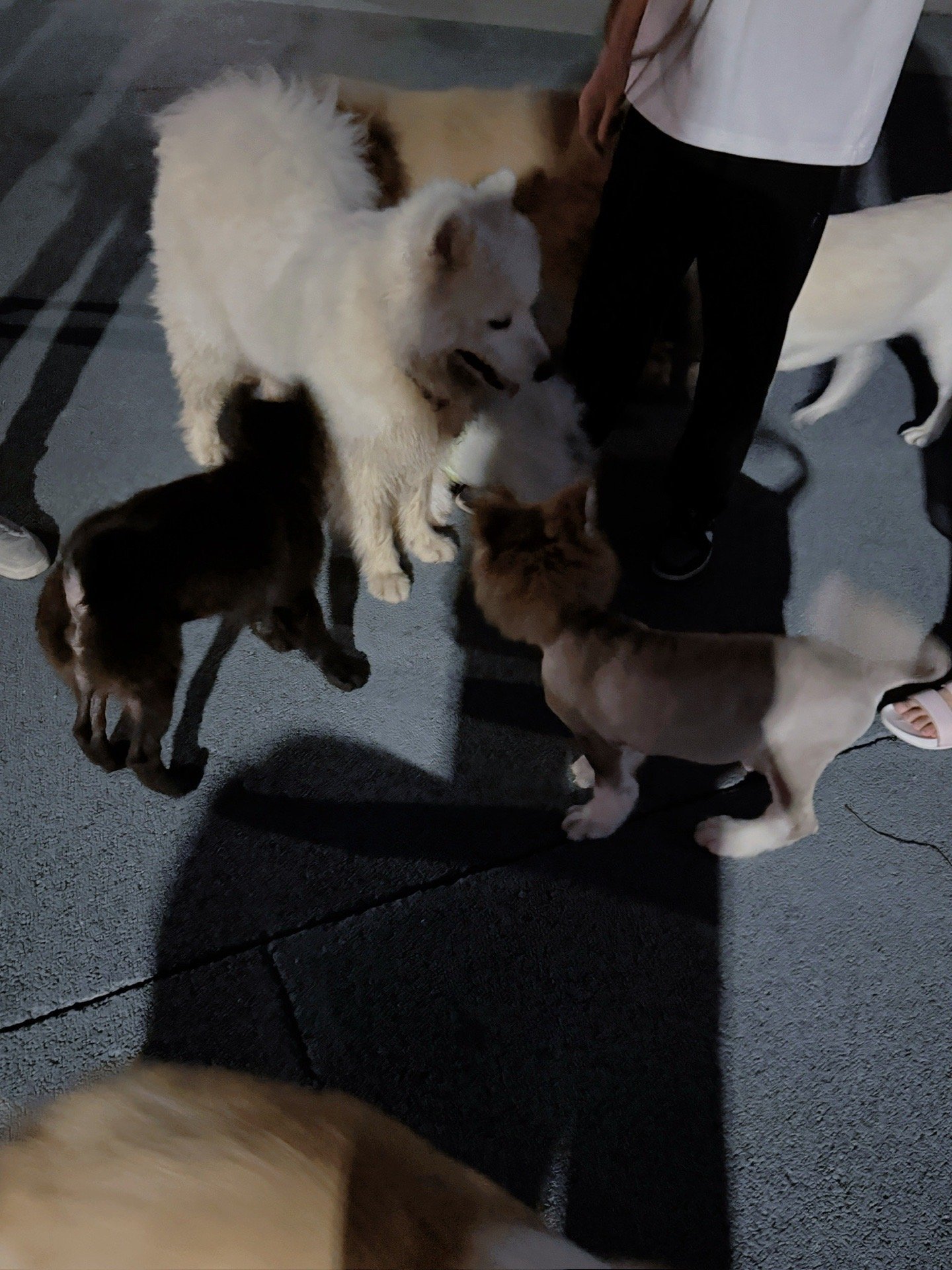 Isle, pet sitter in Leiden, photo 2