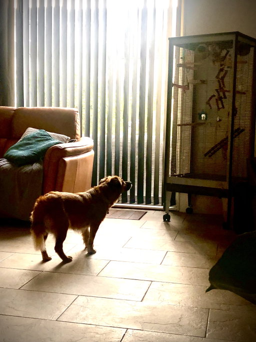 Cinderella, pet sitter in Zaandam, photo 4