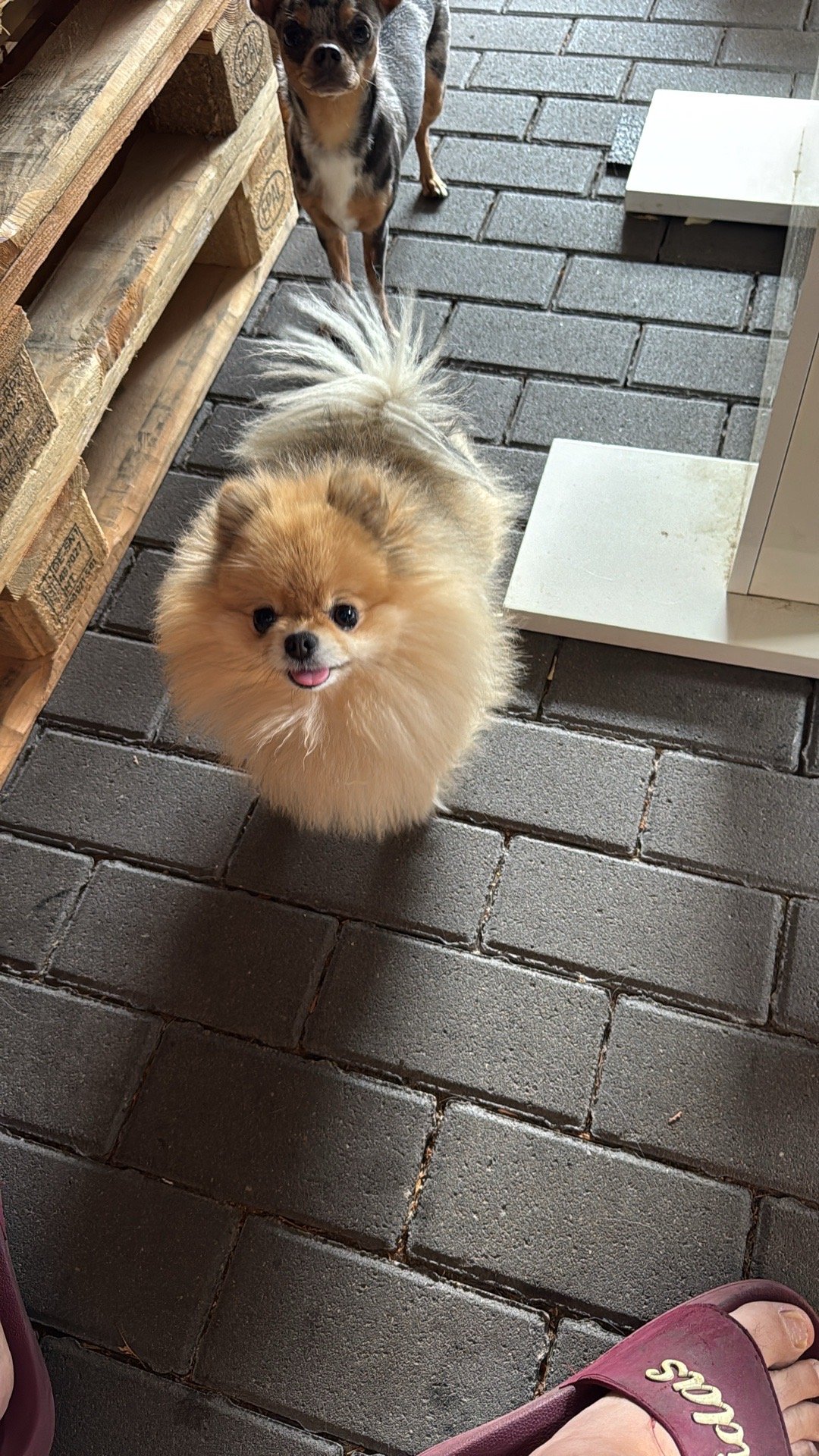 Mario, pet sitter in Wesseling, photo 2