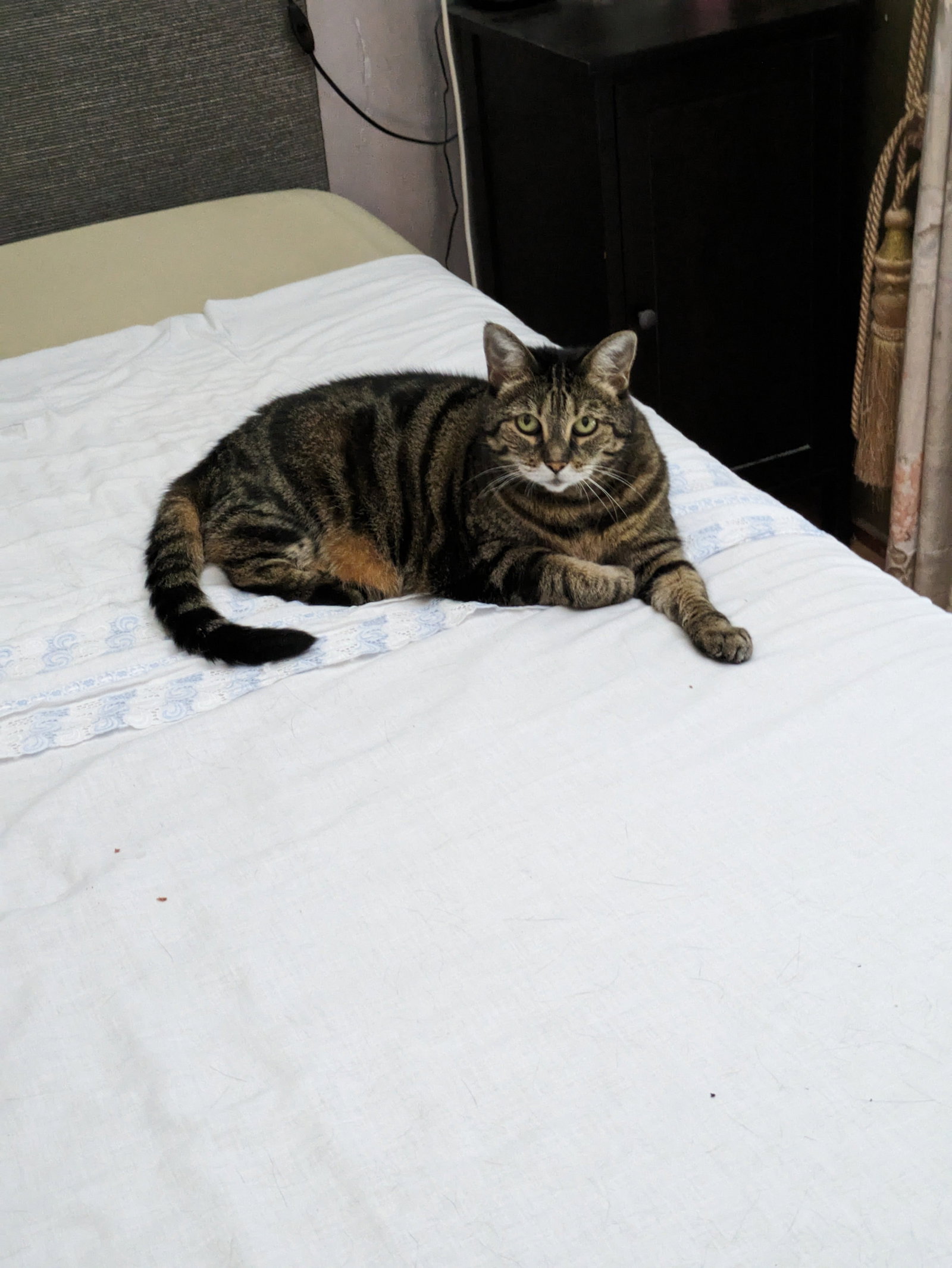 Pauline, pet sitter in Zaandam, photo 2