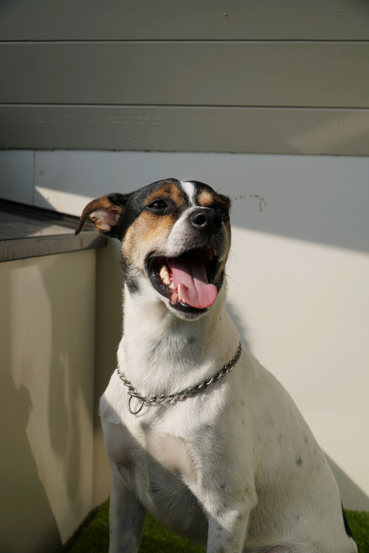 Pedro, pet sitter in Breda, photo 1