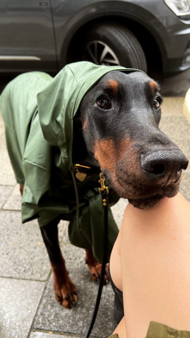 Sabrina, pet sitter in München, photo 4