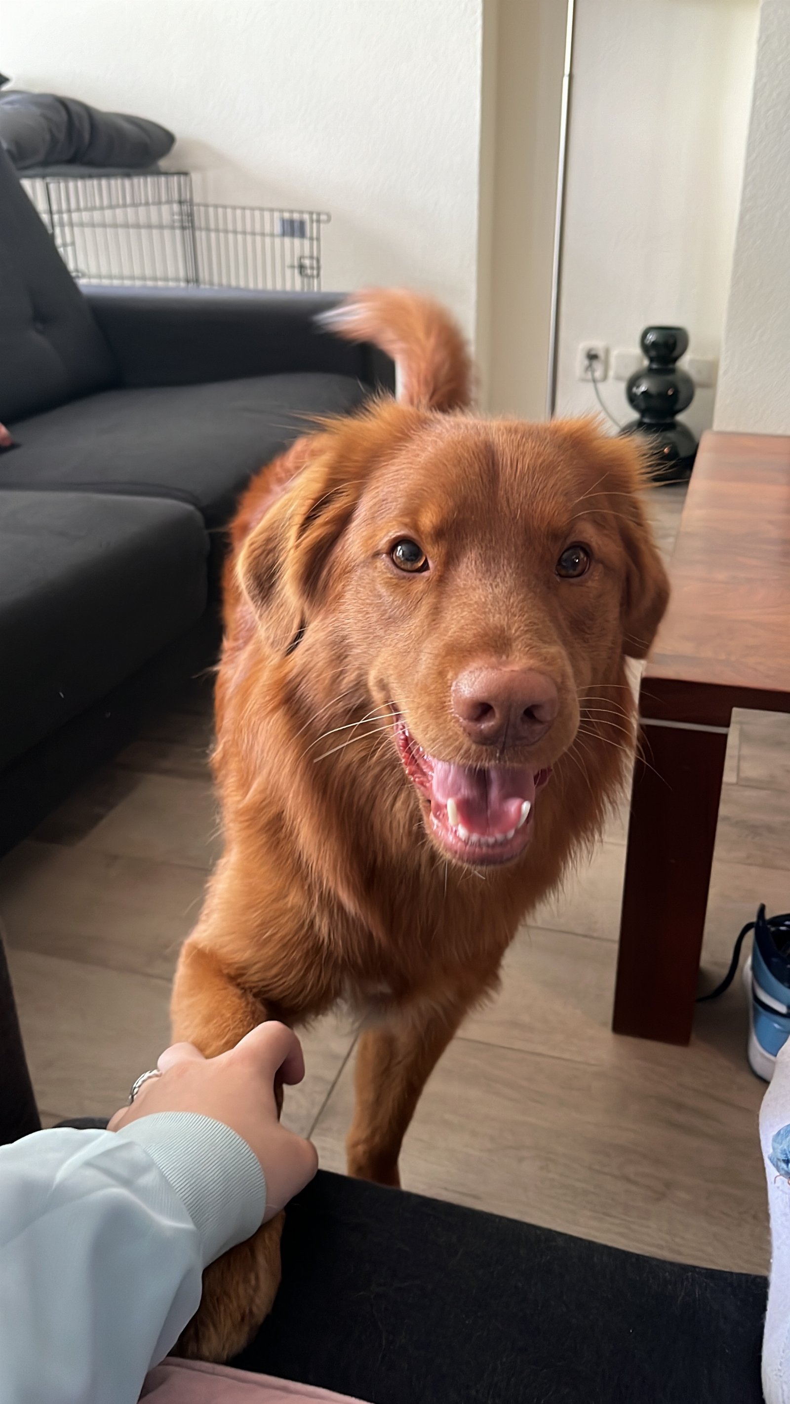 Julia-Marije, pet sitter in Geldermalsen, photo 3