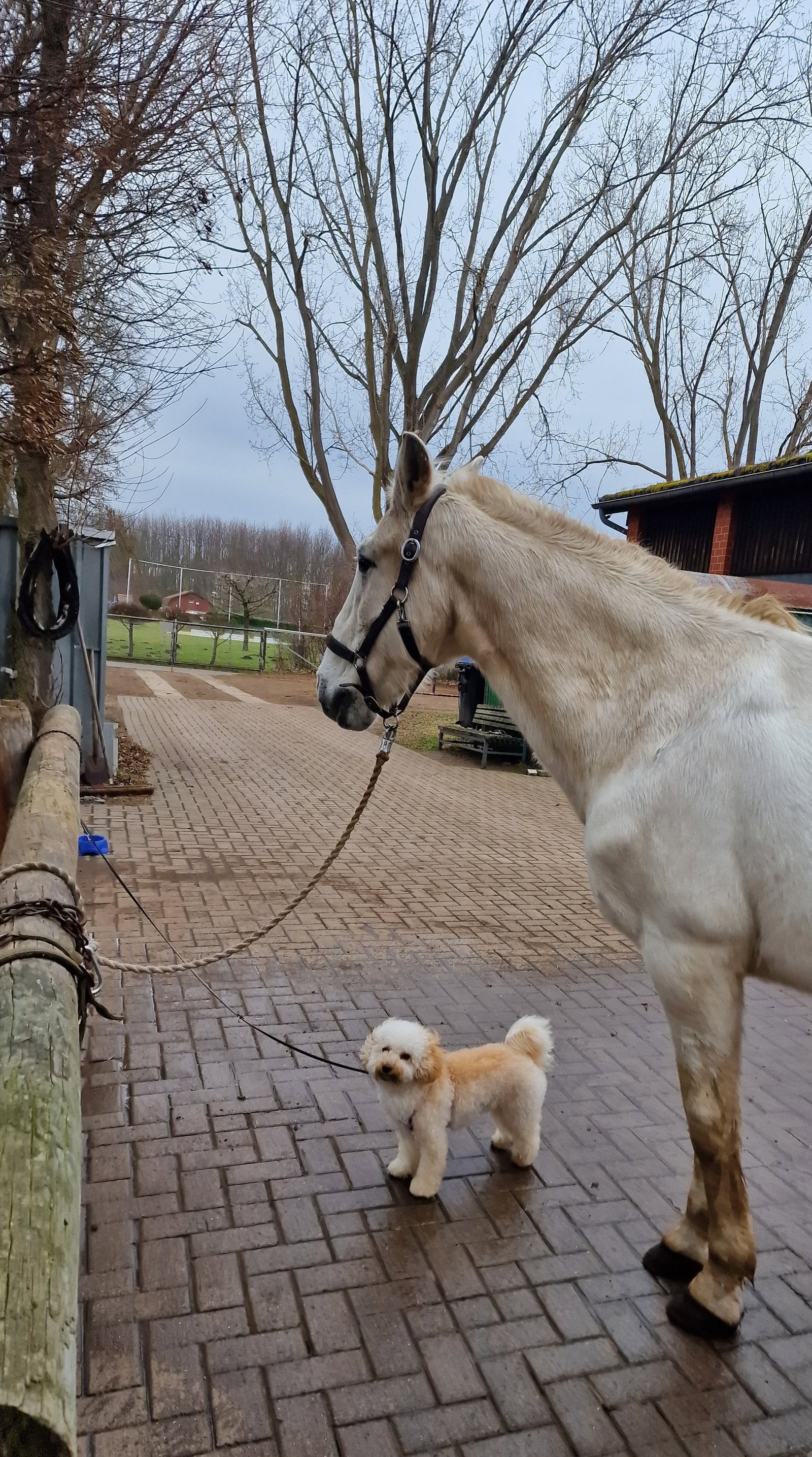 Jana, Tiersitter in Hannover, Foto 5