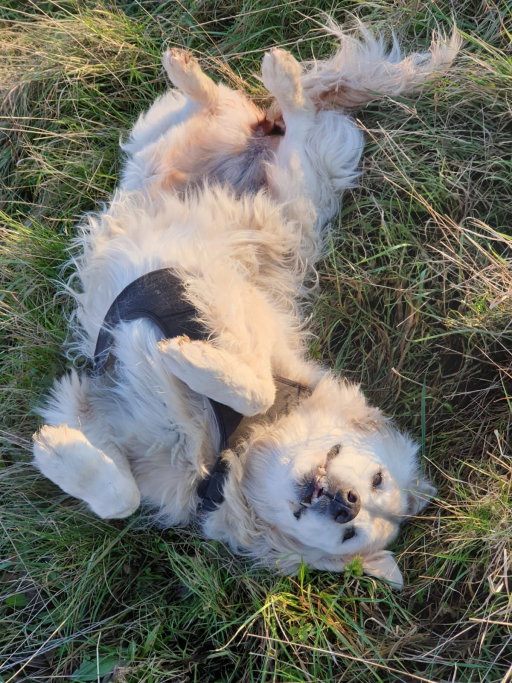 Theo, pet sitter in Landgraaf, photo 3