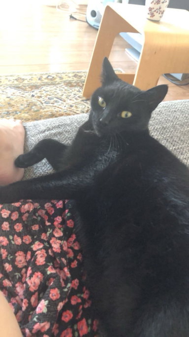 nikita, pet sitter in Breda, photo 2