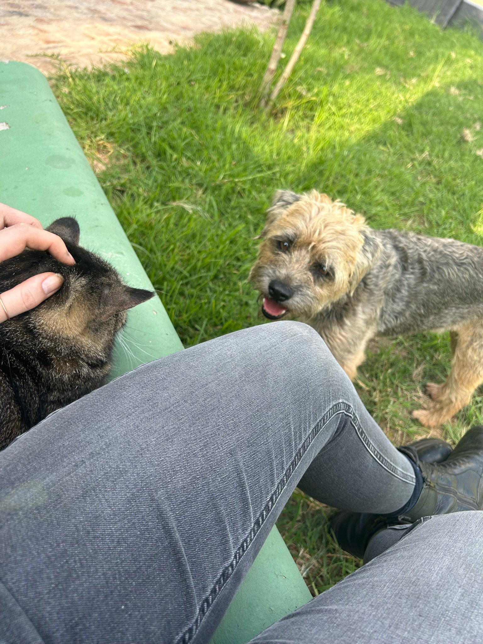 Aria, pet sitter in Amsterdam, photo 2
