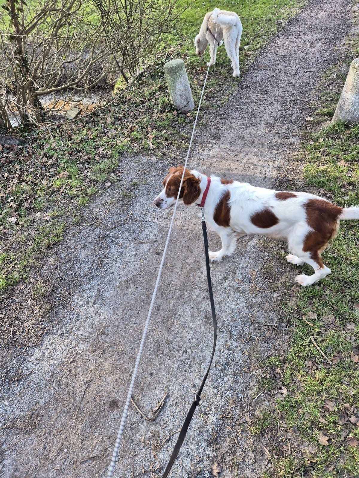 Dirk & Jocelyn, pet sitter in Wijckel, photo 3