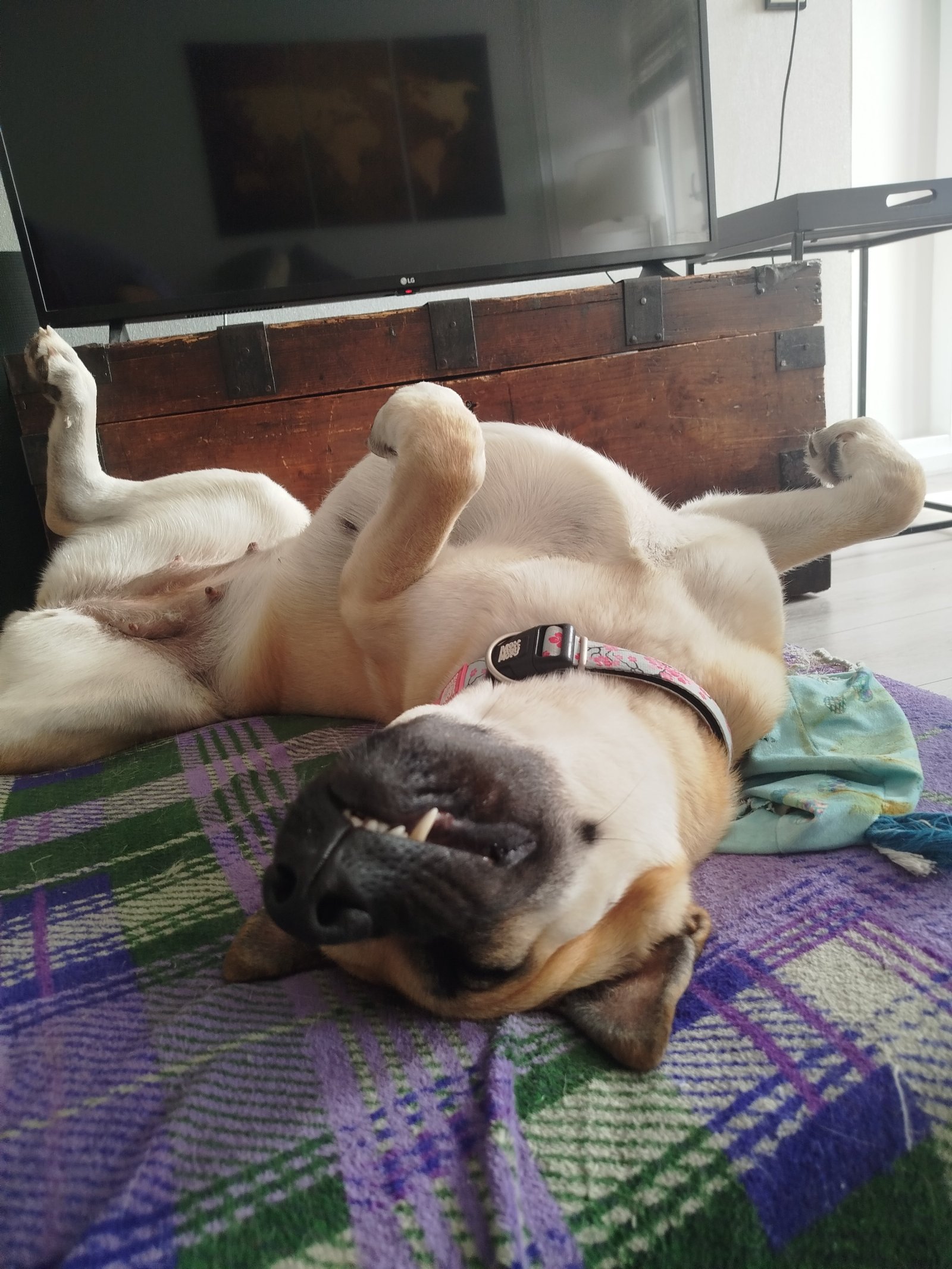 Evi, pet sitter in Lomm, photo 3