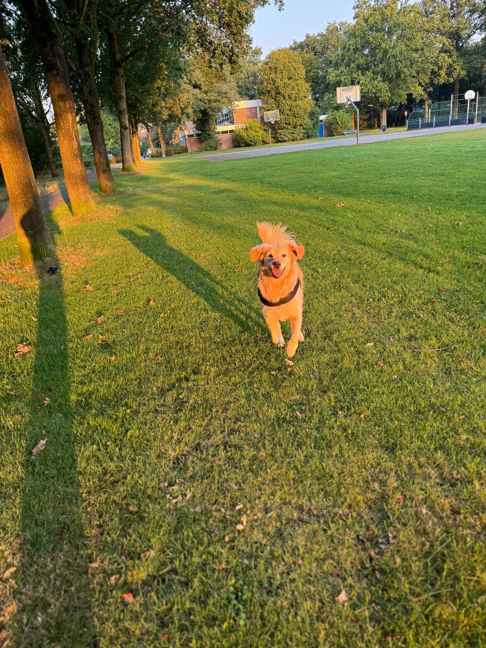 Sjoerd, dierenoppas in Apeldoorn, foto 1