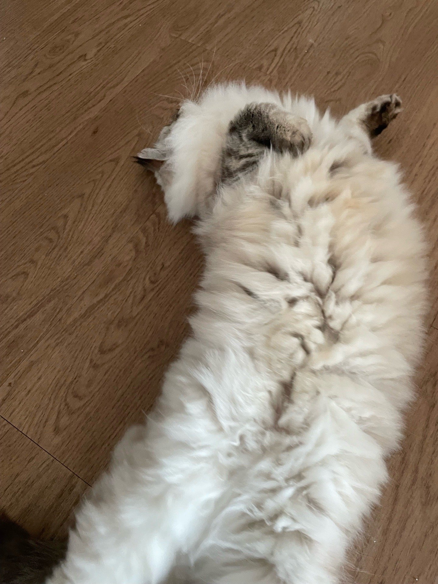 Junni, pet sitter in Diemen, photo 3