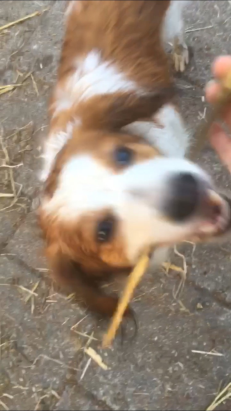 Elisa, pet sitter in Castricum, photo 1