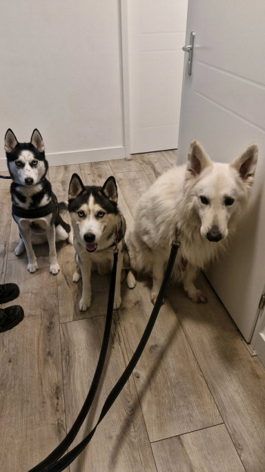 Djeine, pet sitter in Delft, photo 3