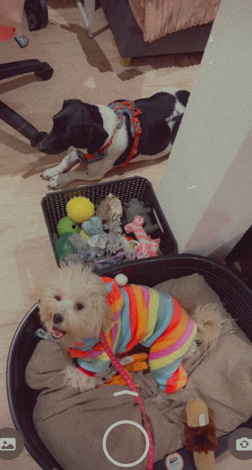 shar, pet sitter in Helmond, photo 1