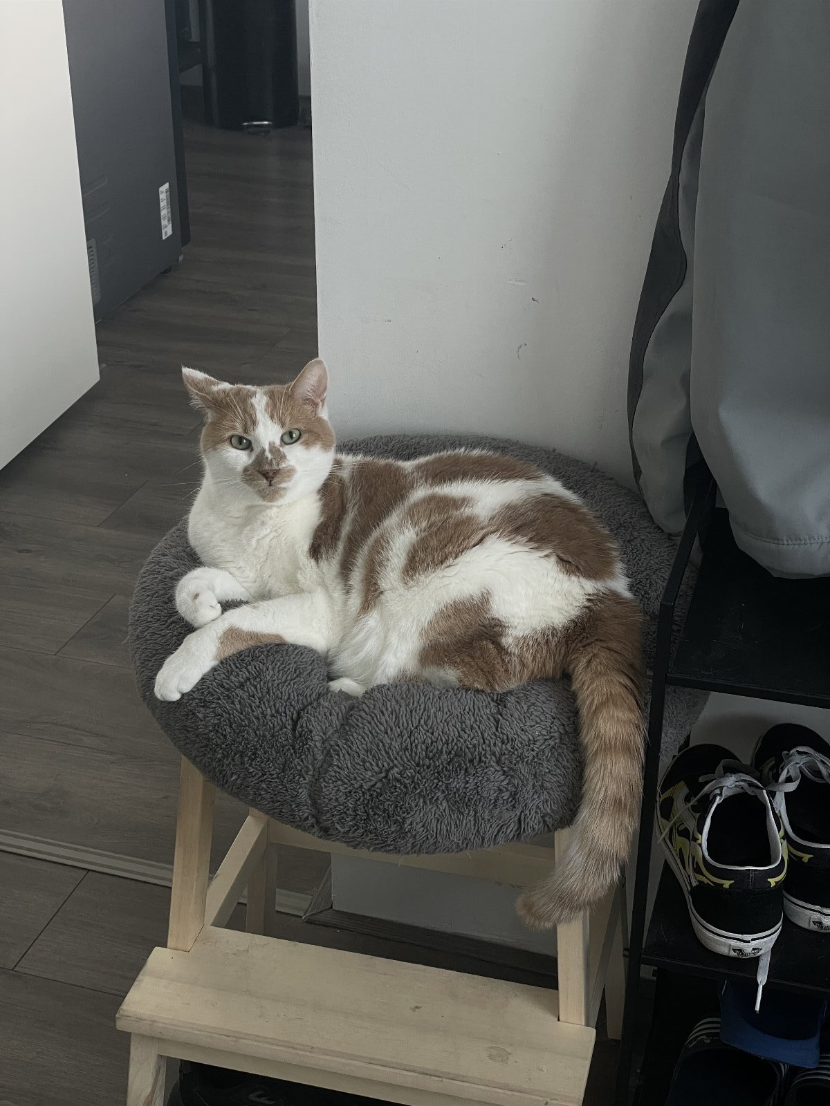 Floris, dierenoppas in Kerkrade, foto 3
