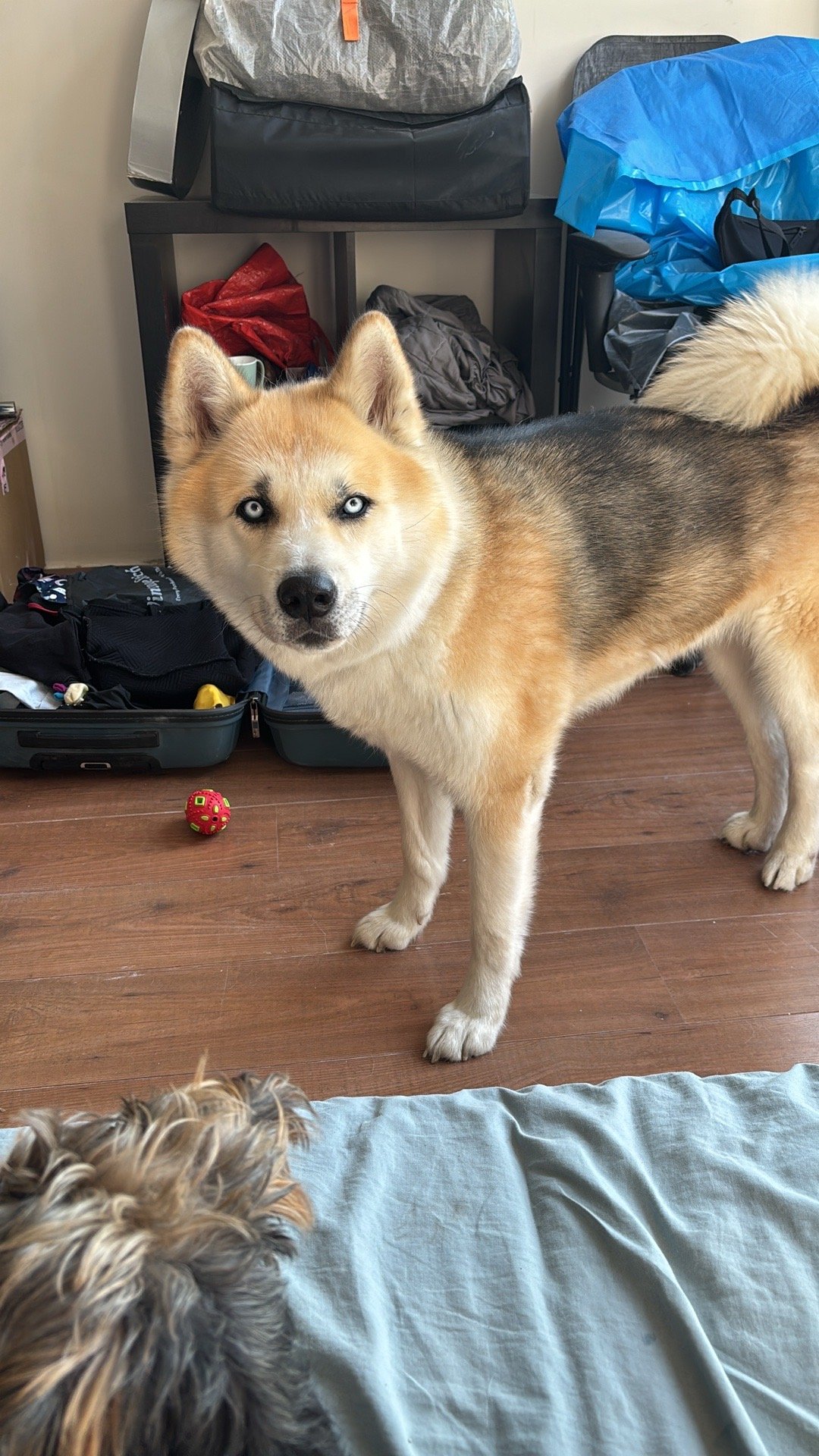 Isac & Ana, pet sitter in Amsterdam, photo 5