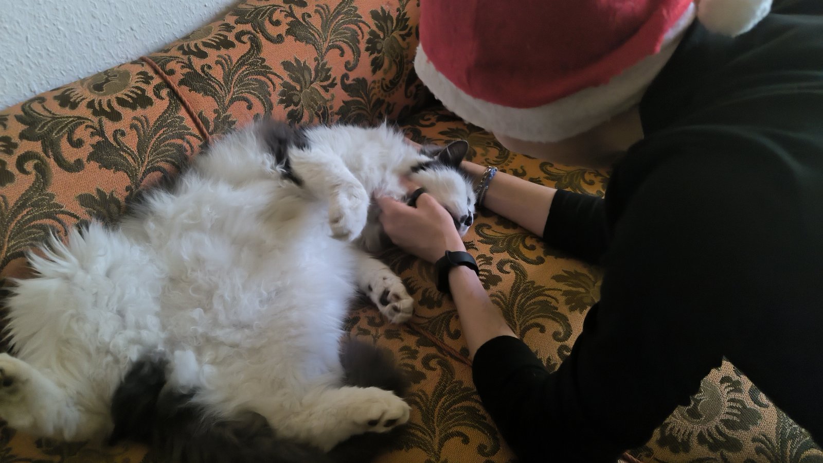 Kateryna, pet sitter in Frankfurt Am Main, photo 1