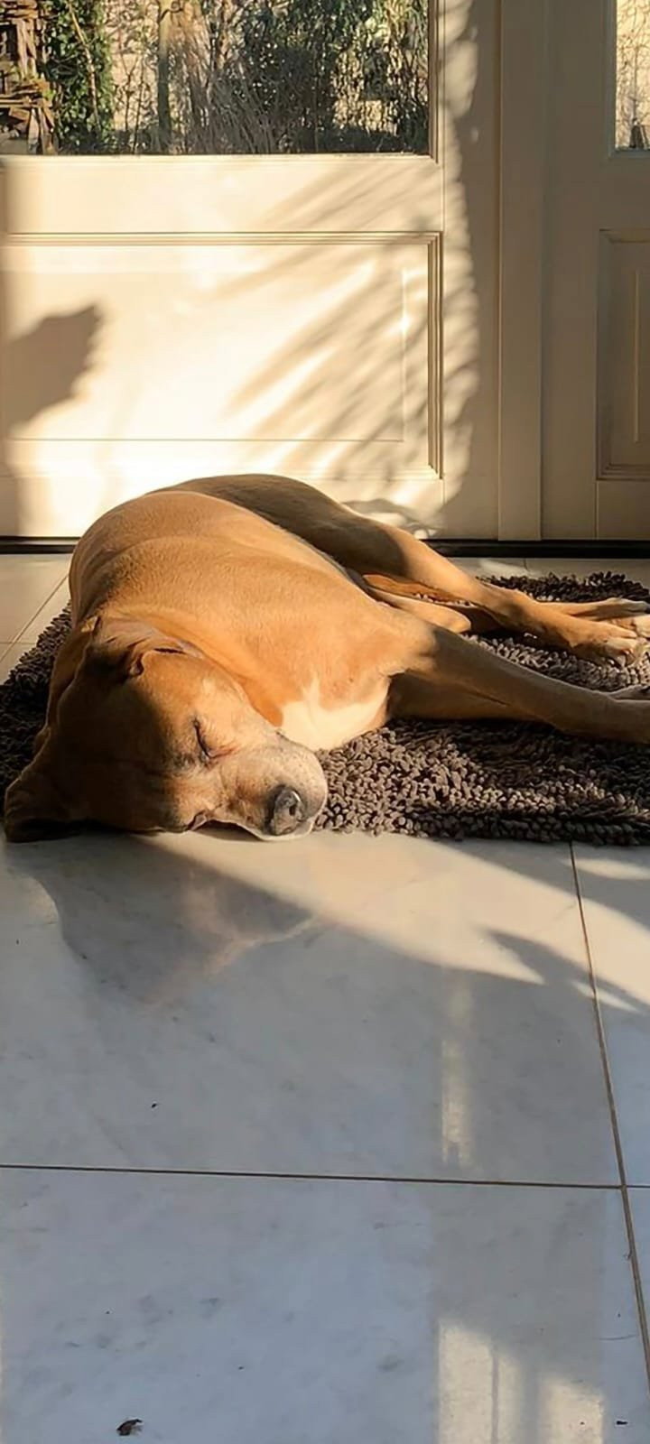 Olena, pet sitter in Amsterdam, photo 3