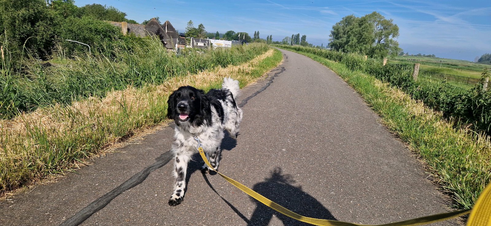 Hasse, pet sitter in Enschede, photo 5