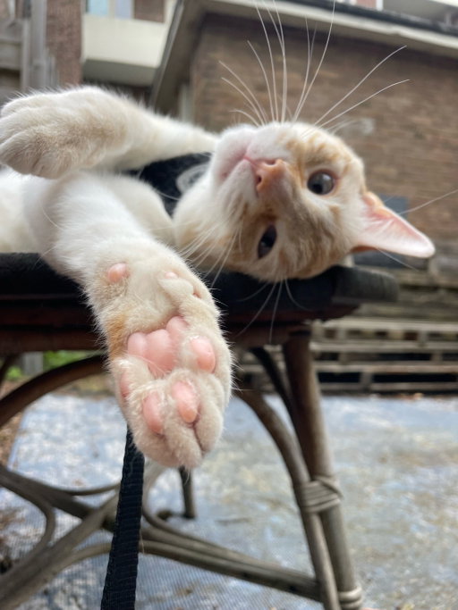 jade, pet sitter in Amsterdam, photo 1