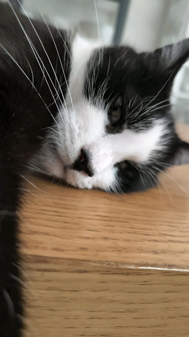 Esmeralda, pet sitter in Gouda, photo 2
