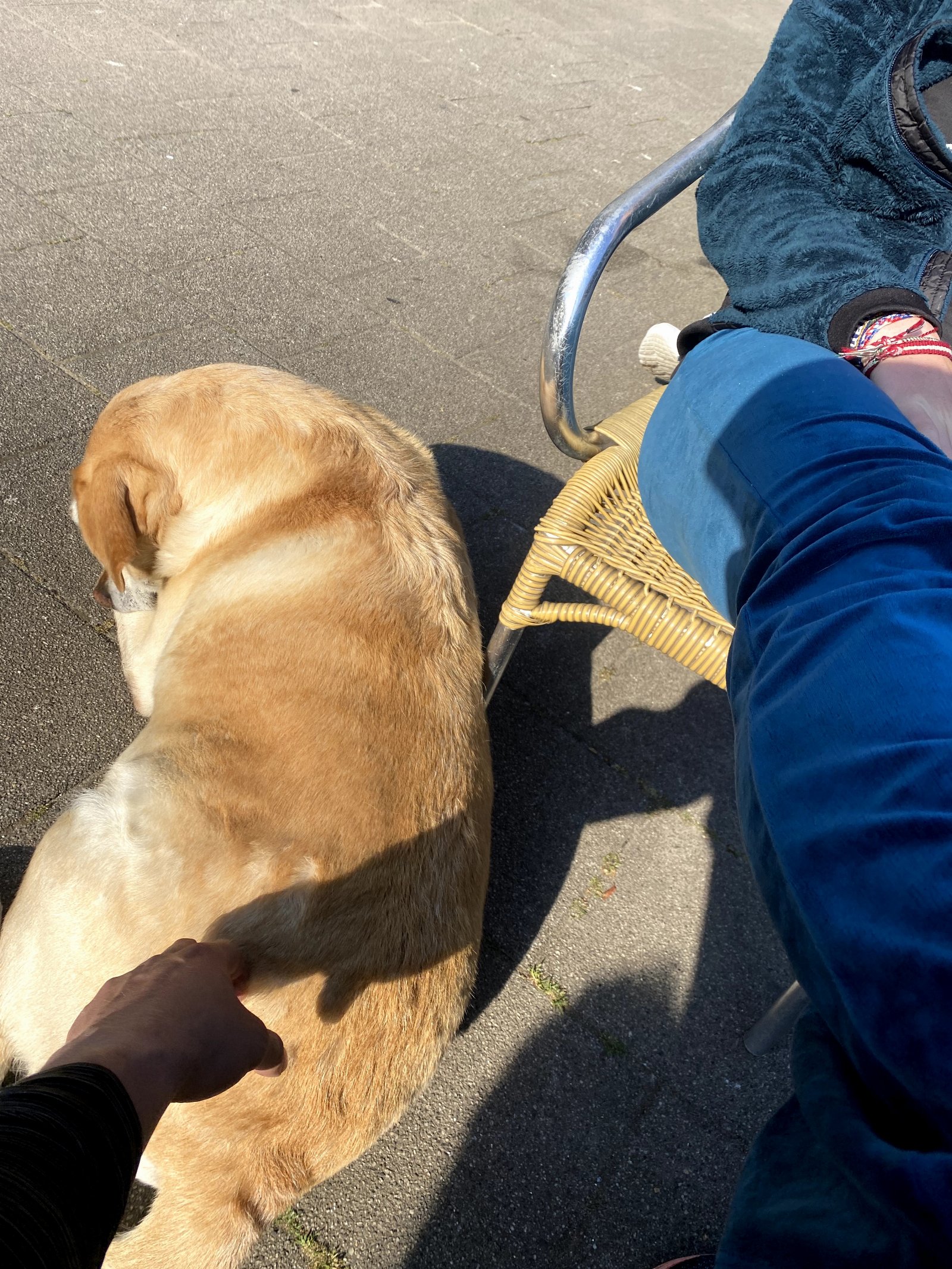 Dylan, pet sitter in Monster, photo 5