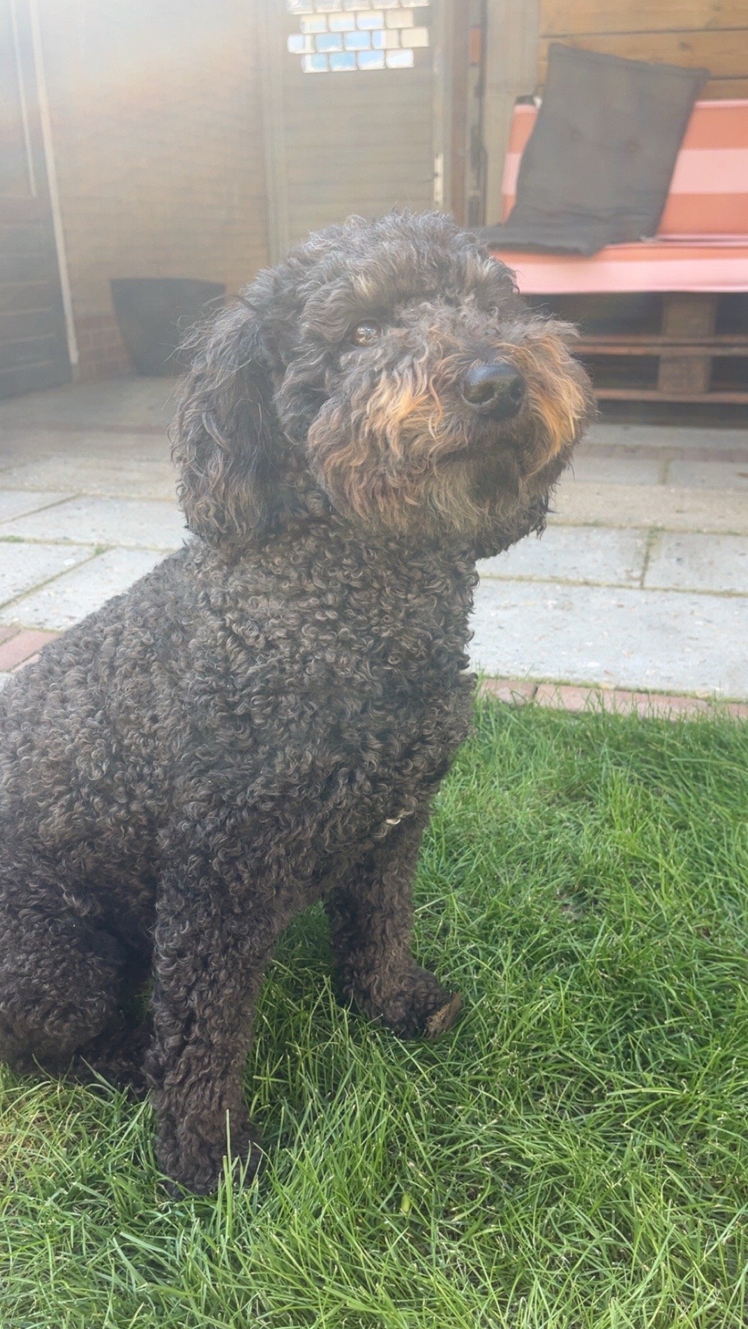 Gerlin, pet sitter in Den Haag, photo 2