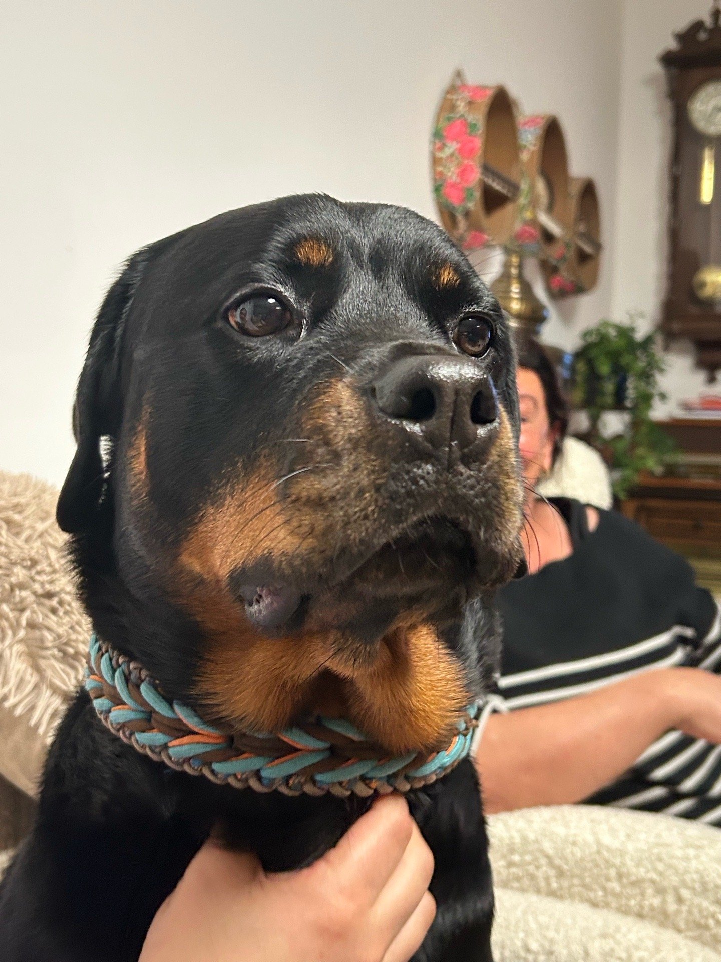 Ronin, pet sitter in Amsterdam, photo 1