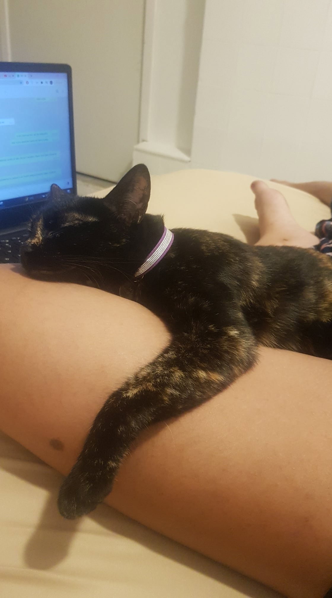 Shelly, pet sitter in Düsseldorf, photo 1