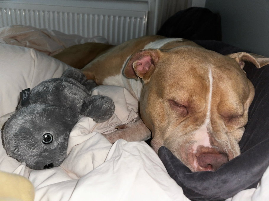 Emilia, pet sitter in München, photo 5
