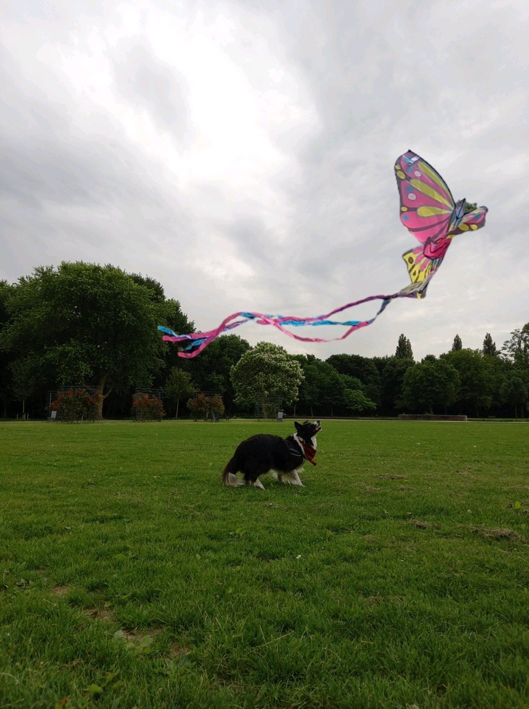 Jessica, pet sitter in Rotterdam, photo 2