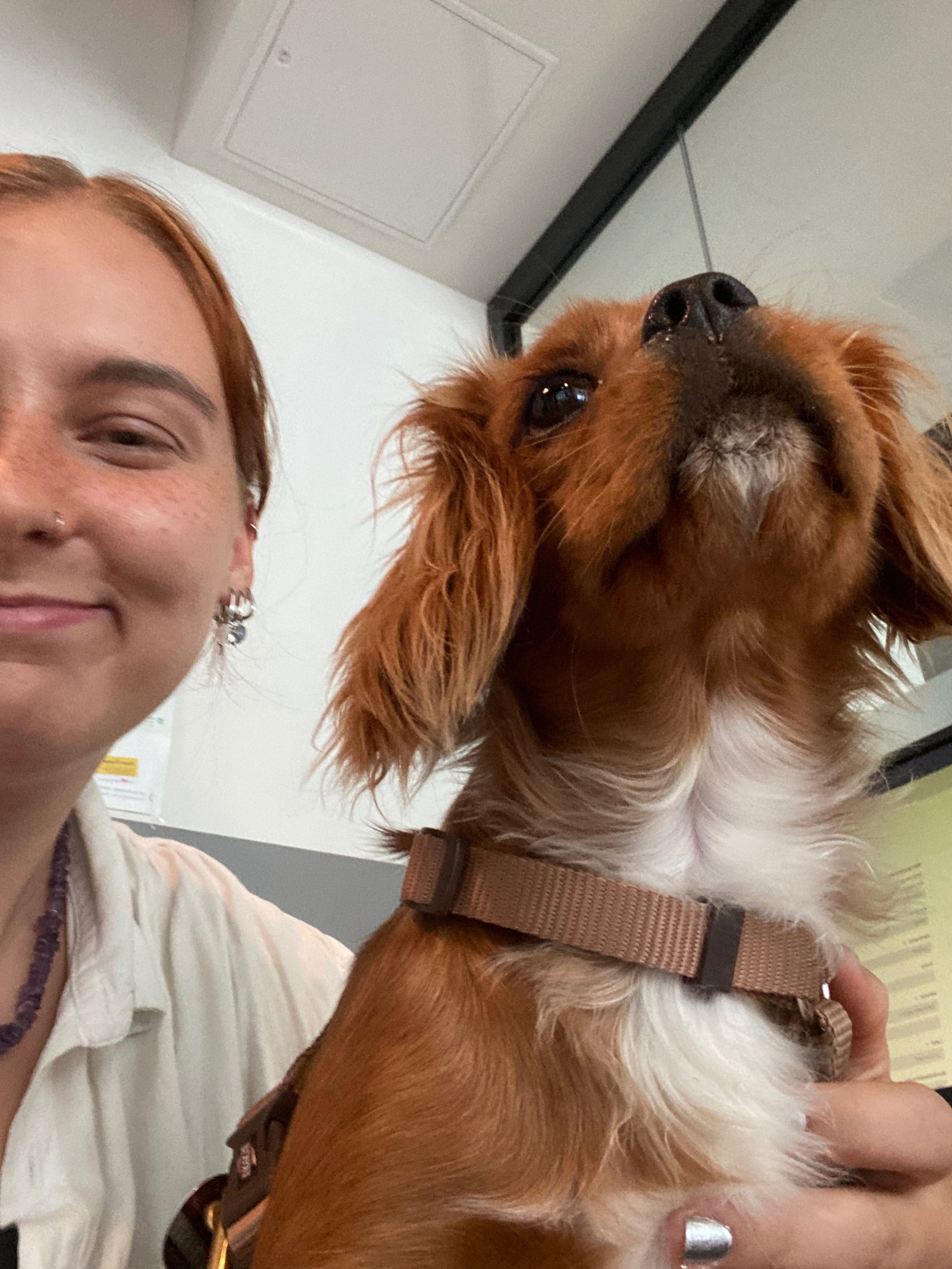 Charlotte, Tiersitter in Hamburg , Foto 1