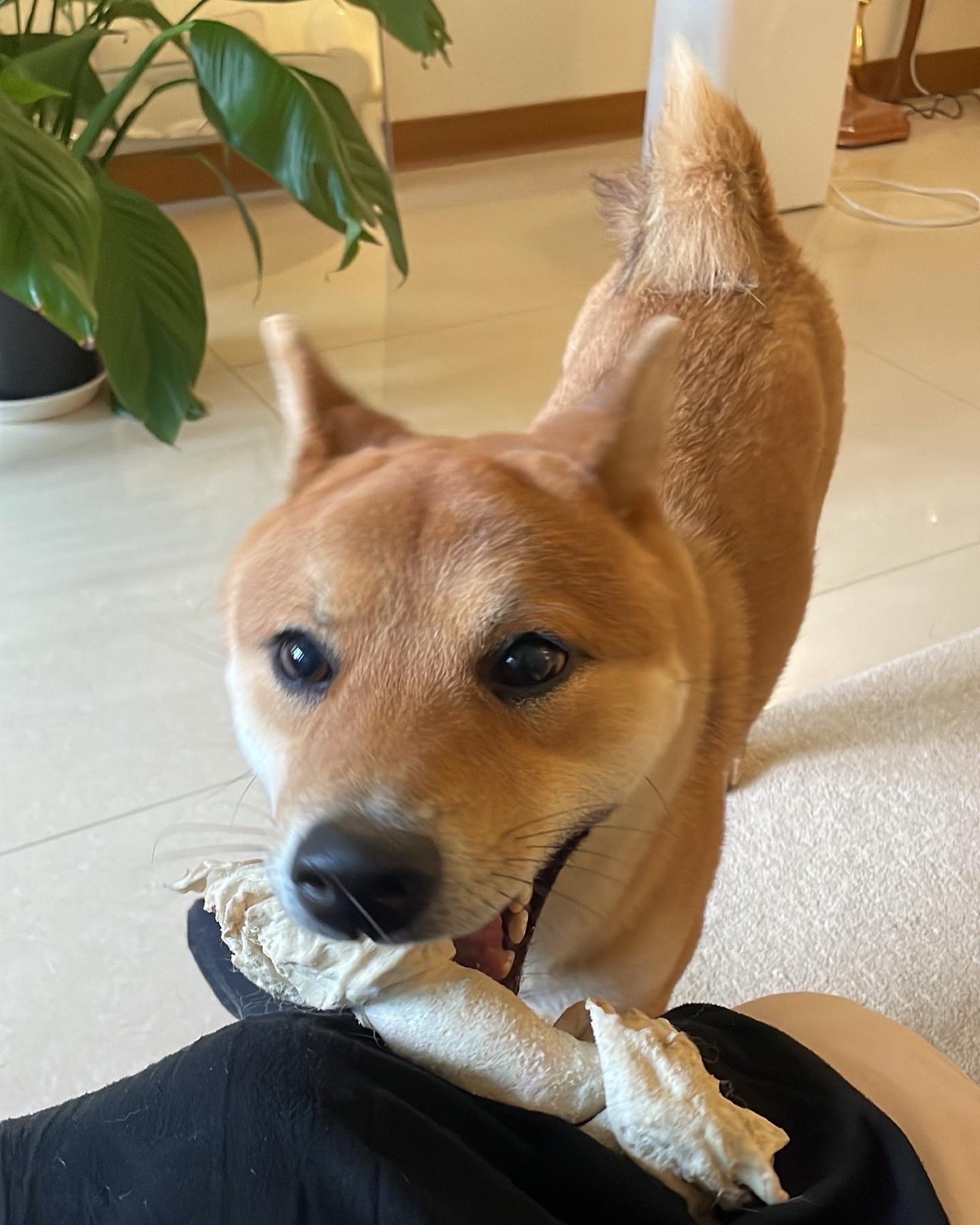 pei hsuan, pet sitter in Zwanenburg, photo 3