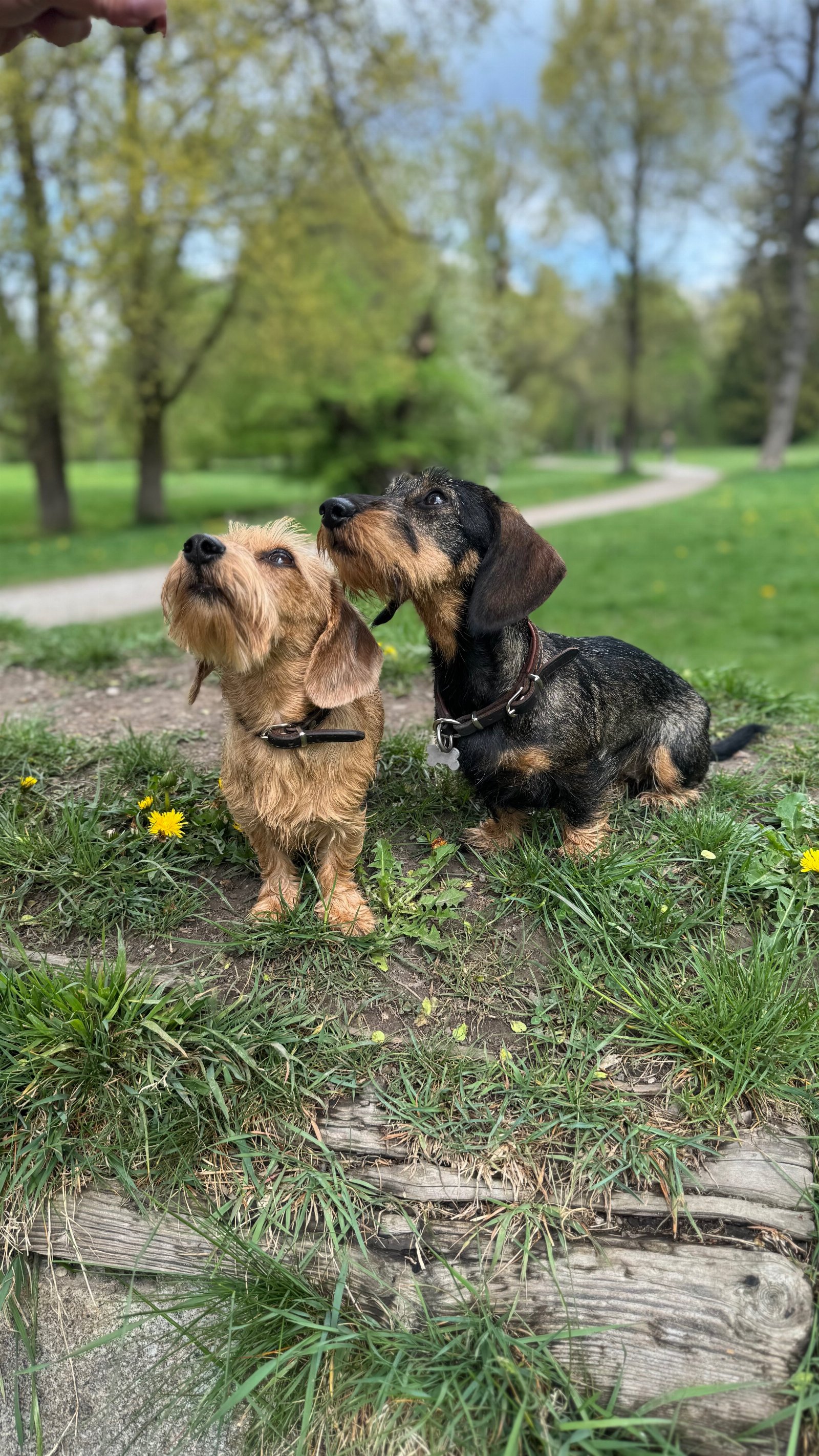 Holger, pet sitter in Planegg, photo 3