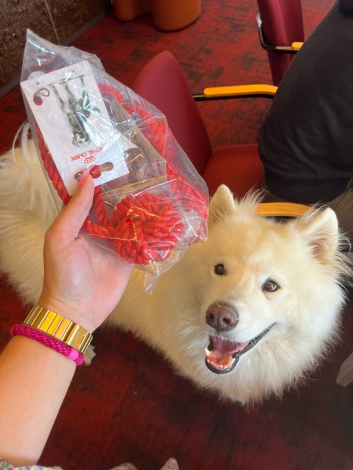 Masja, pet sitter in Ravenstein, photo 1
