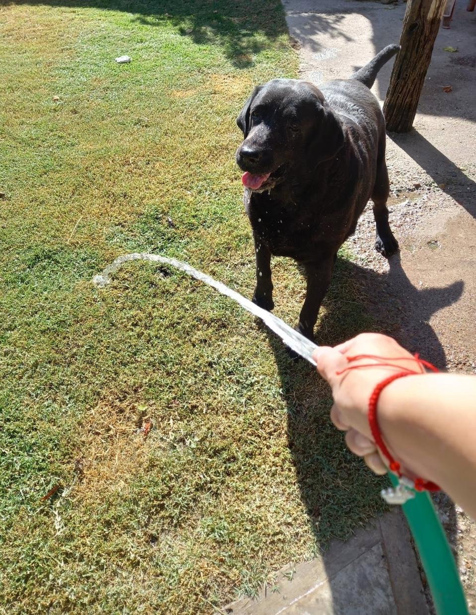 Rocio, pet sitter in 's-Gravenhage, photo 2