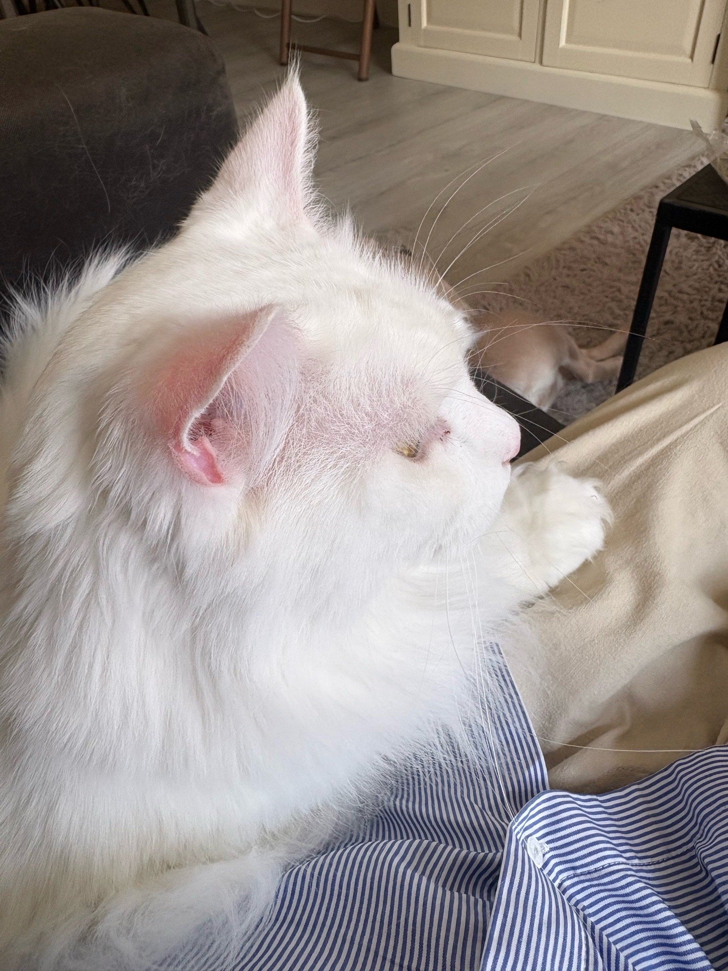 V i v i, pet sitter in Voorburg, photo 5