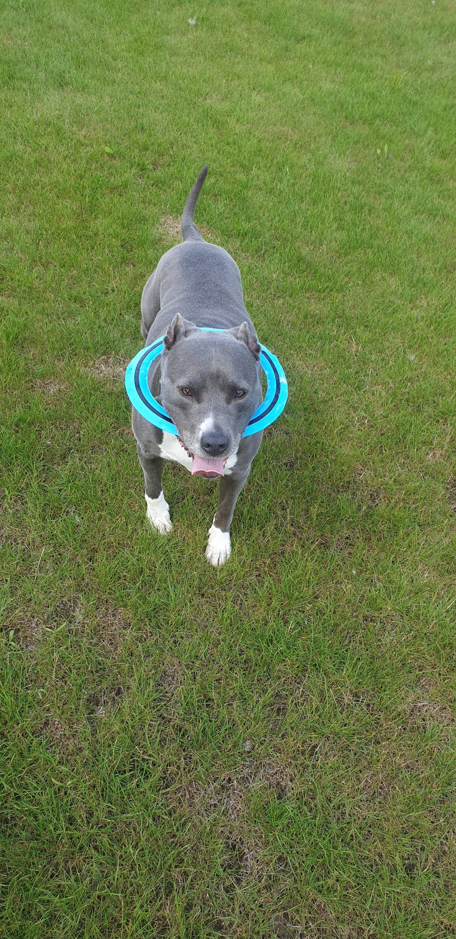 Linda, pet sitter in Maastricht, photo 2