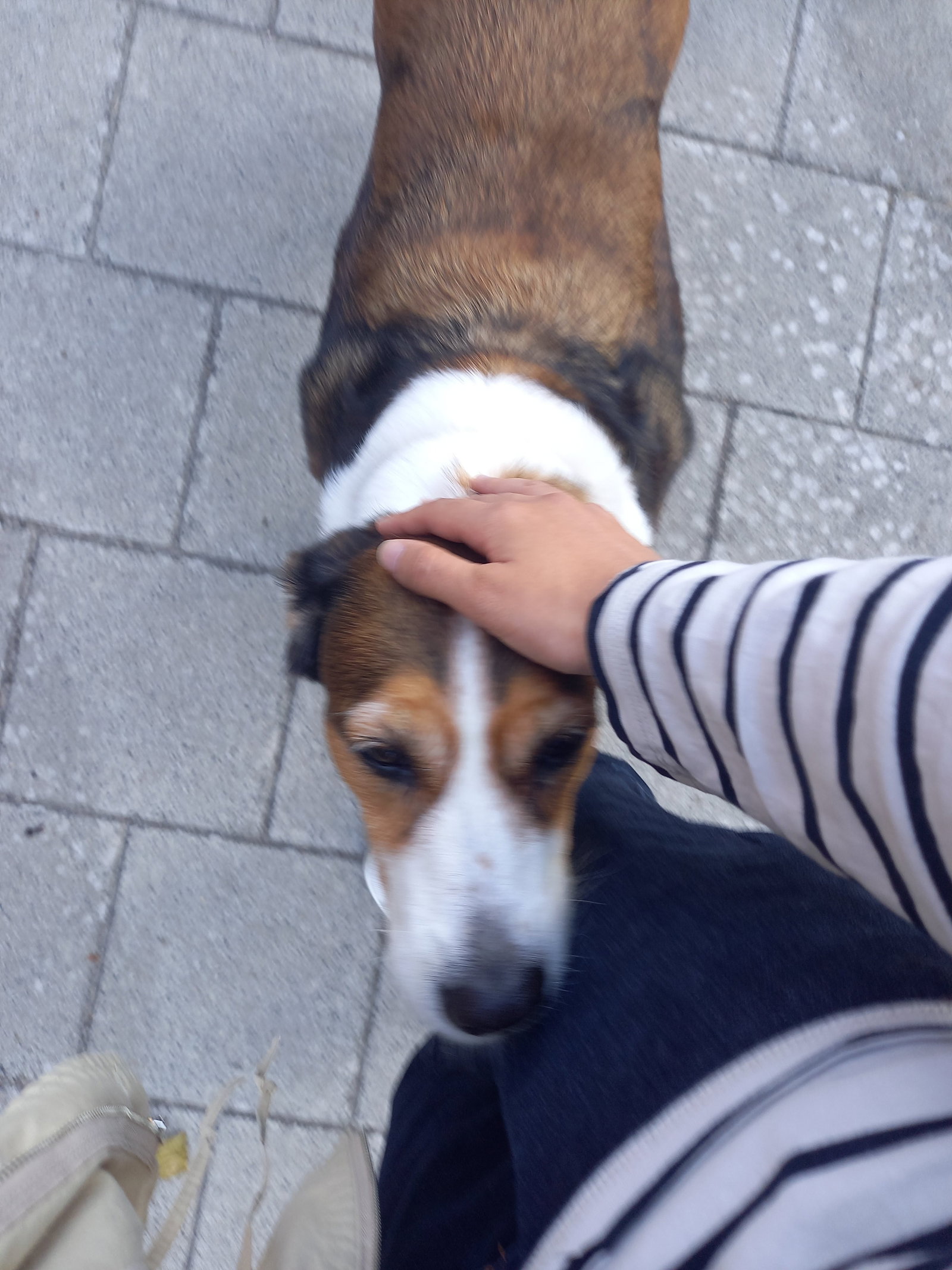 Joanne, pet sitter in Eindhoven, photo 3