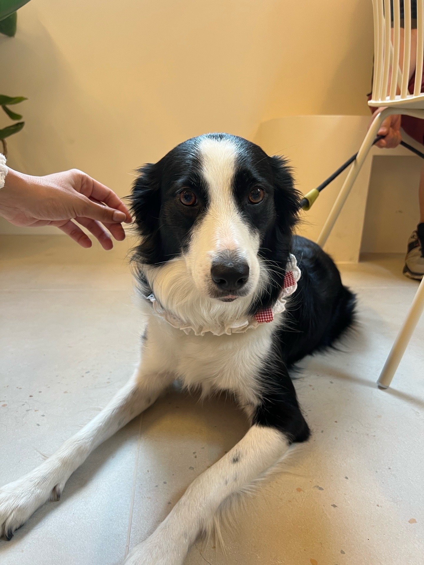 Asmar, pet sitter in Rotterdam, photo 1