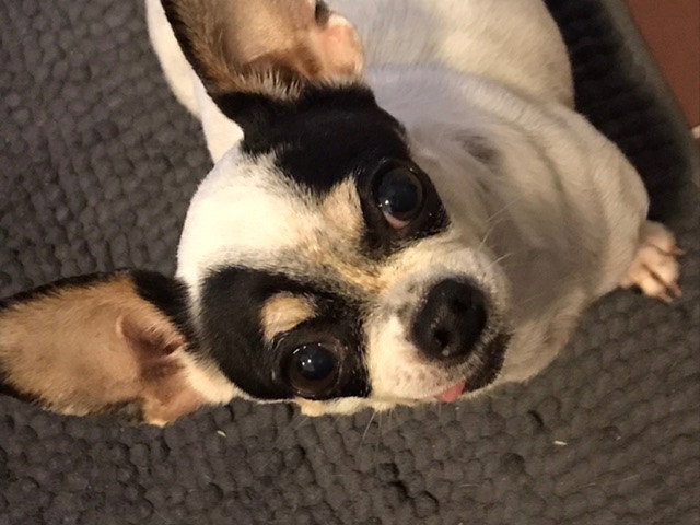 Serane, pet sitter in Haarlem, photo 1