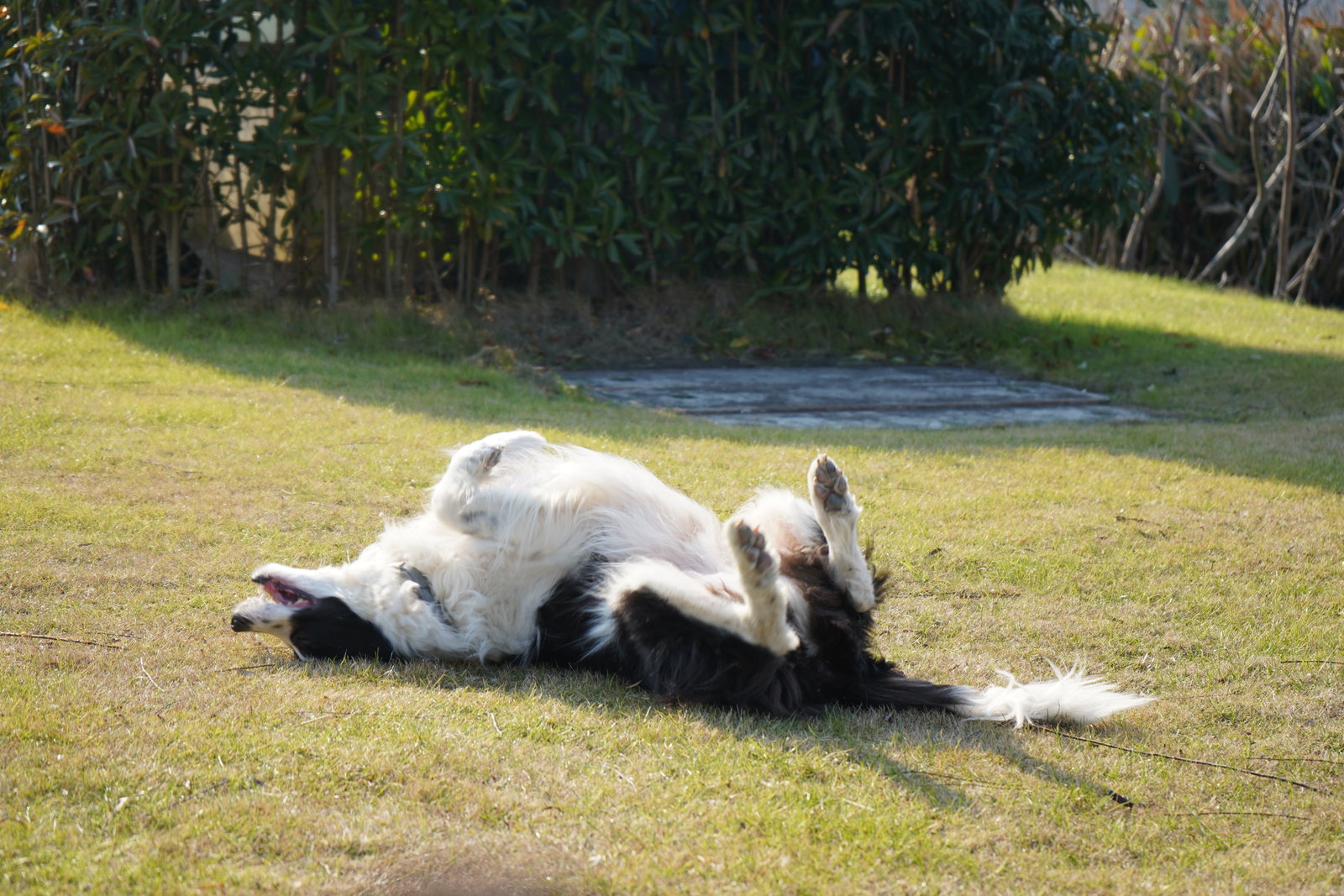 Ruolan, pet sitter in Tilburg, photo 5