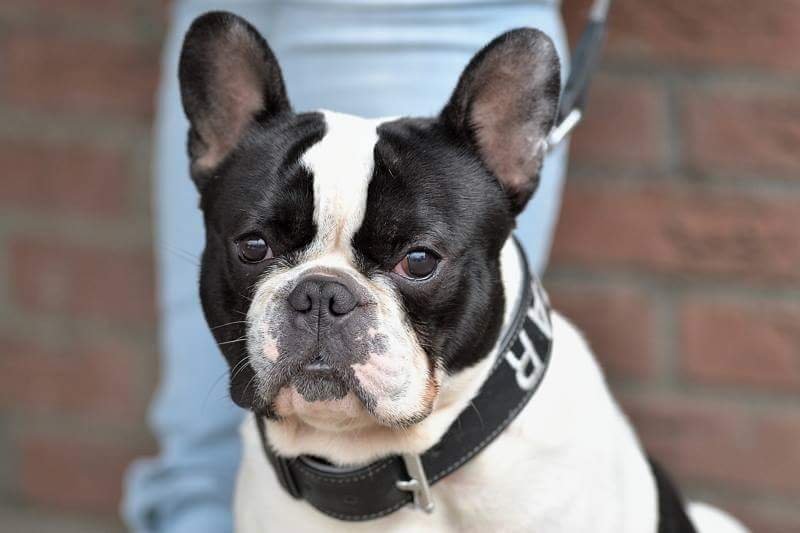 Jacquelien, pet sitter in Hoevelaken, photo 1
