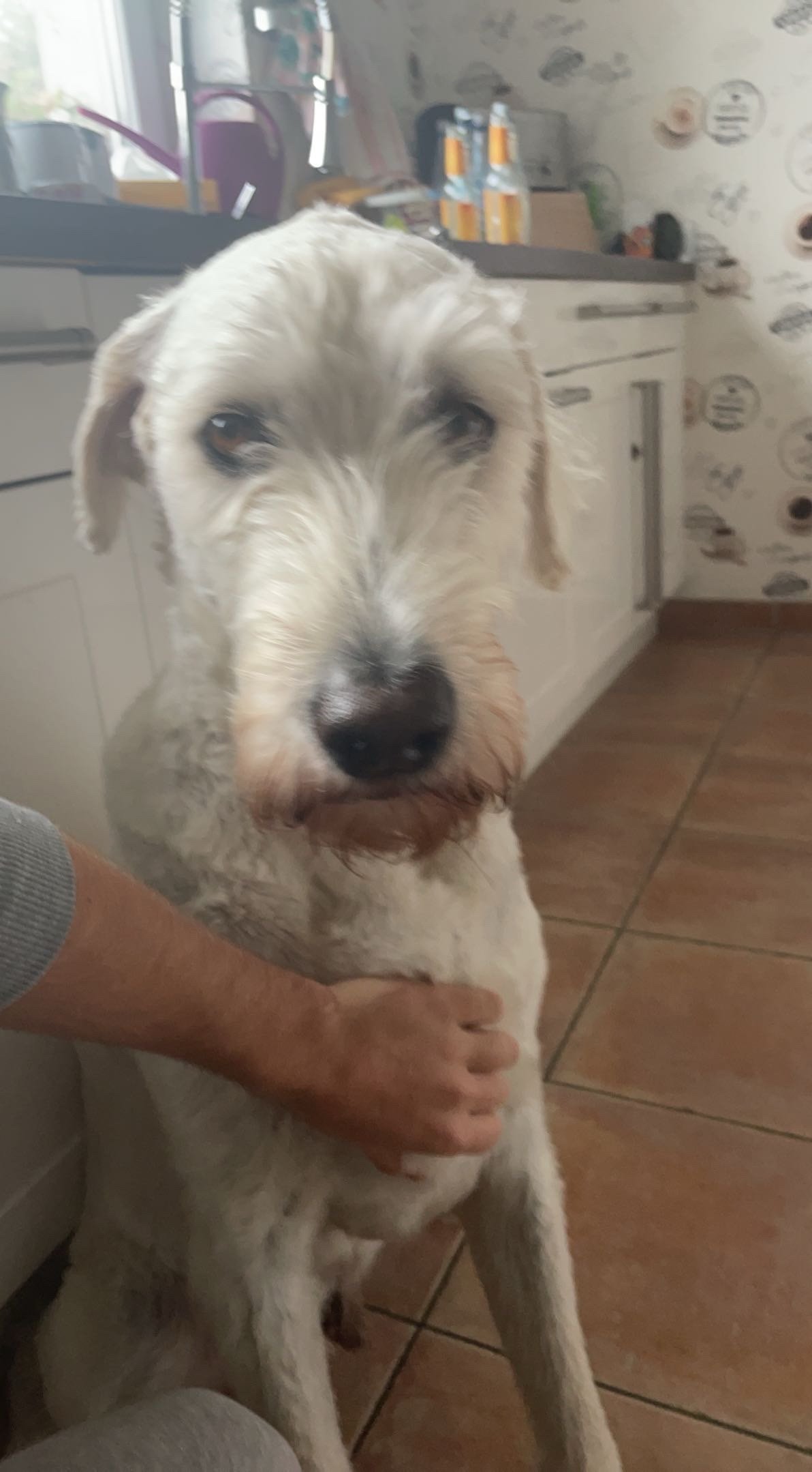 Nikó, Tiersitter in Aachen, Foto 4